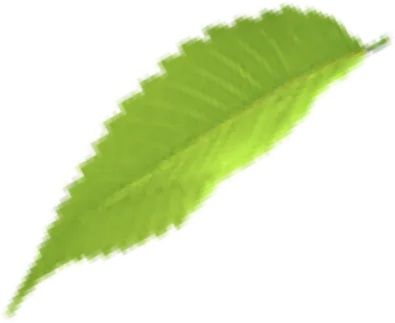 hoja carusel