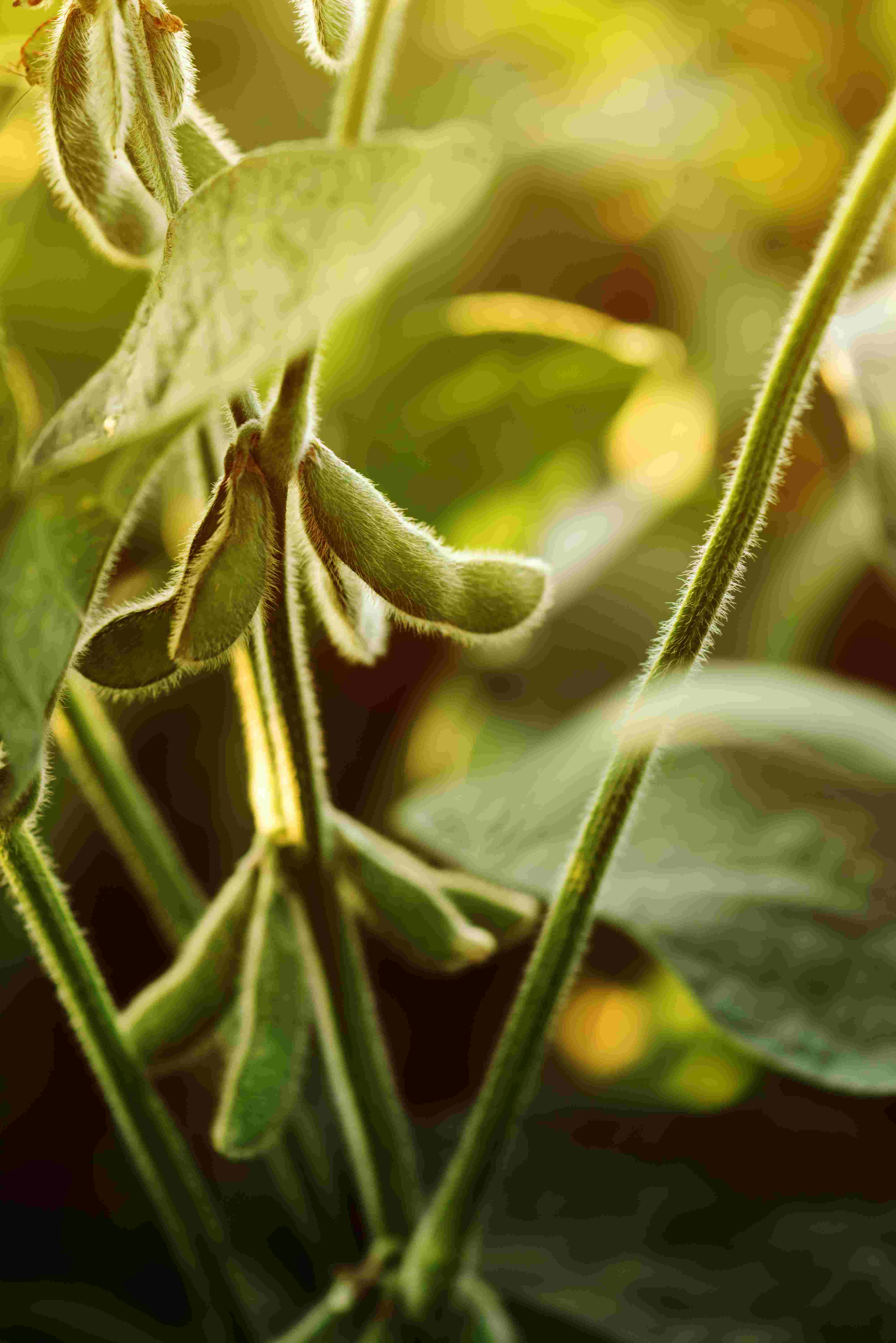 Is the soy in Nutrioli®  Soybean Oil Sustainable?