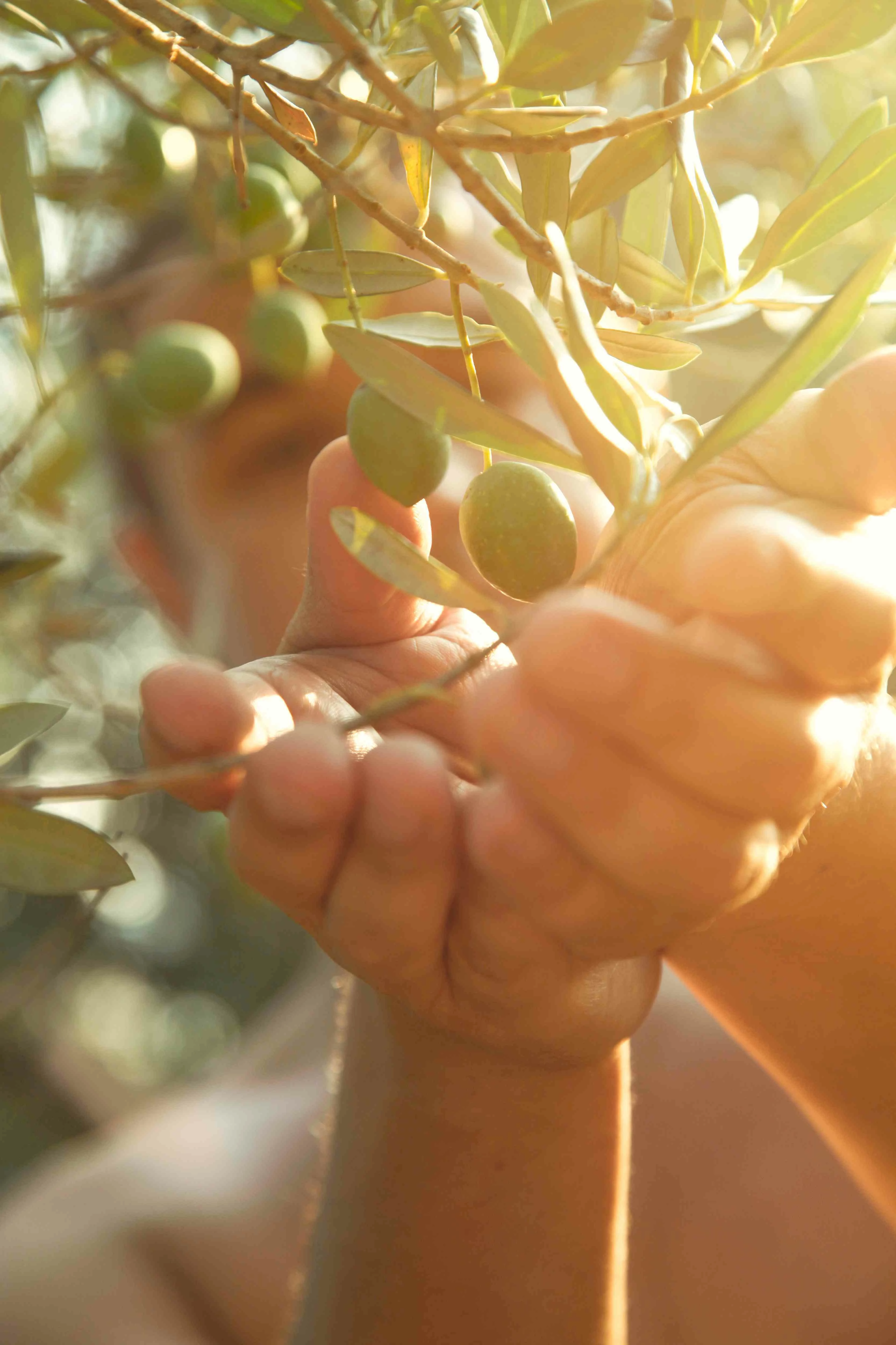 Oli by Nutrioli’s  harvesting process
