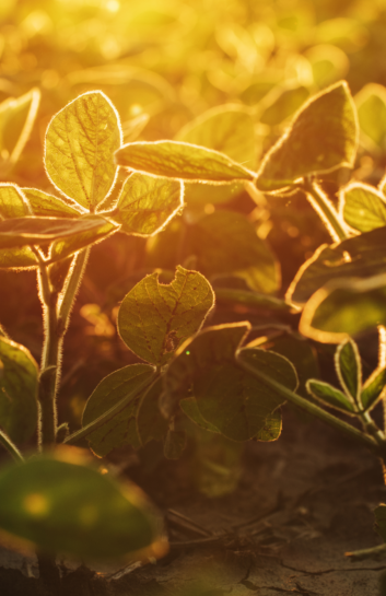 5 amazing benefits of soybean!