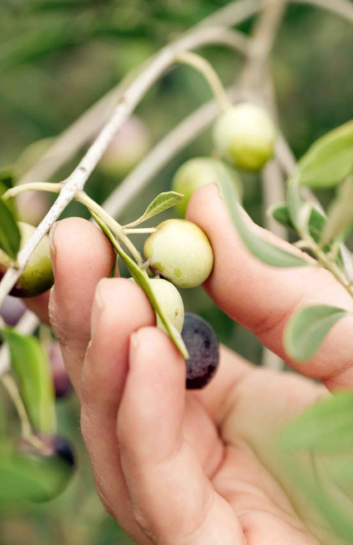 Varieties of olives used to produce Oli by Nutrioli® Olive Oil