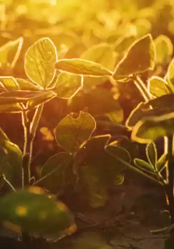 5 amazing benefits of soybean!