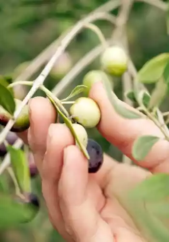 Varieties of Olives Used to Produce Nutrioli Olive Oil