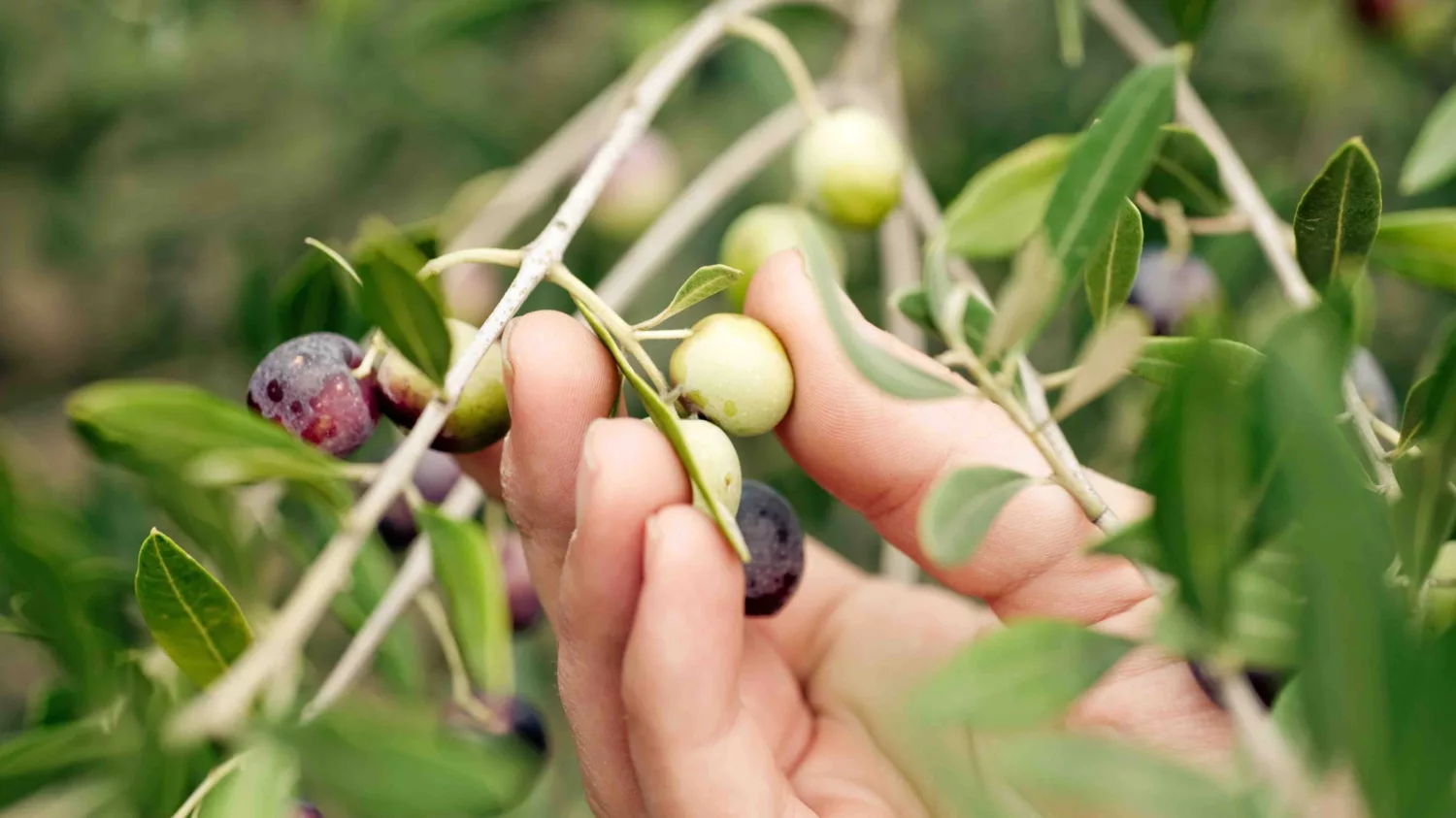 Variety of olives used to make Nutriolis olive oil