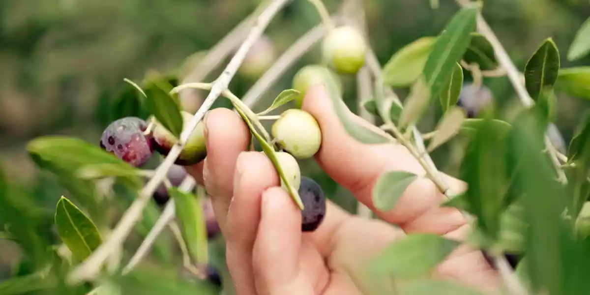 Variety of olives used to make Nutriolis olive oil