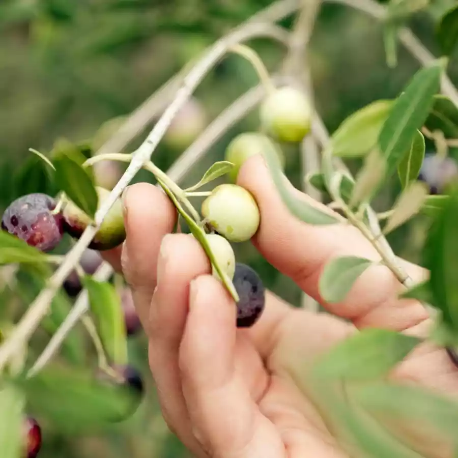 Picking and Washing