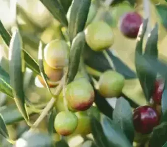 Olives test